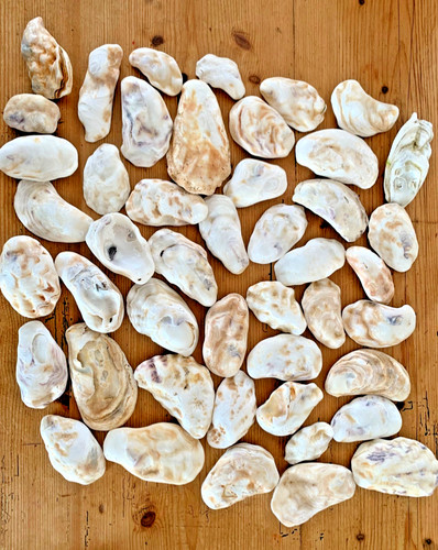 Oyster shells various - -, sizes