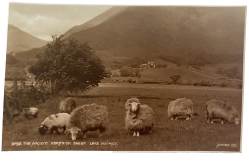 Ancient herdwick sheep lake - ancient,