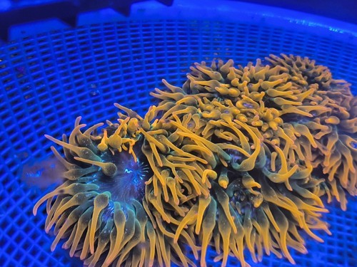 Rainbow bubble tip anemone - tip,
