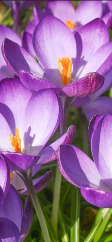10x crocus ruby giant bulbs - crocus,