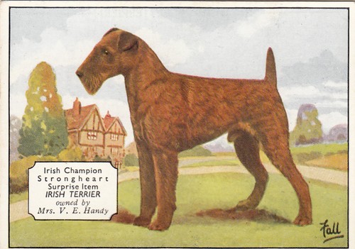 Ardath champion dogs - -, 'champion