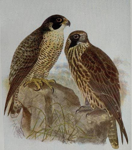 Peregrine falcon birds - falcon,