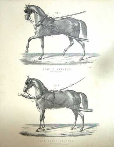 Old antique print single - antique,