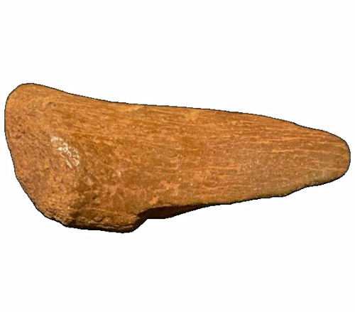 Authentic spinosaurus finger - spinosaurus,