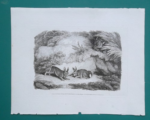 Rabbits fox 1810 - -,
