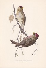 1954 REDPOLL Bird Print -