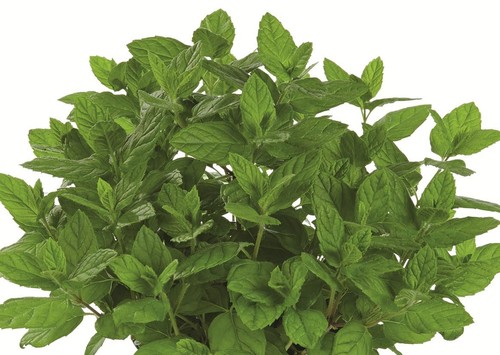 Mentha green mint common - mentha, mint'