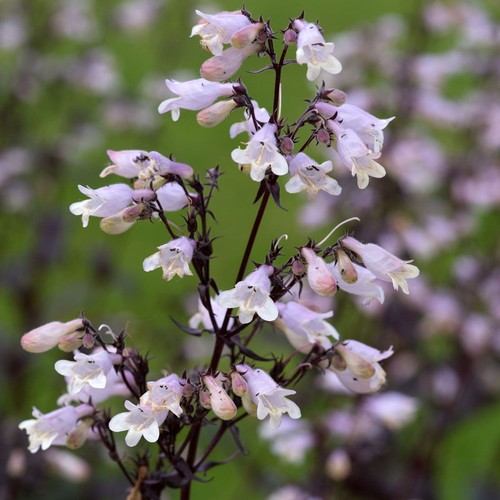 Penstemon onyx and - onyx, pearls