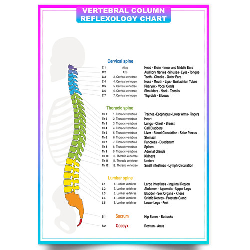 Spine anatomy poster - spine,