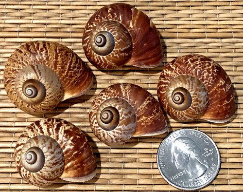 Fernandezi snail sea shells - fernandezi,