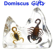 4 1/2" New! REAL Insect BLACK
