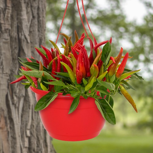 Chilli pepper hanging baskets - pepper,