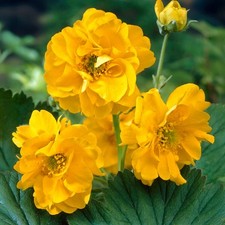 Geum Lady Stratheden Real