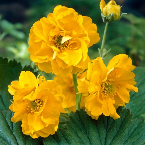 Geum lady stratheden real - lady,