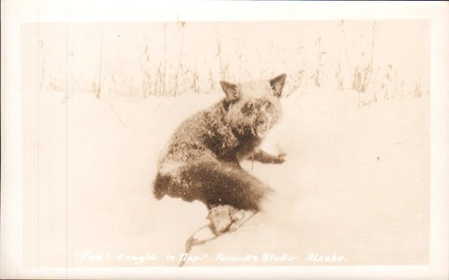 Vintage rppc fox trap - rppc,