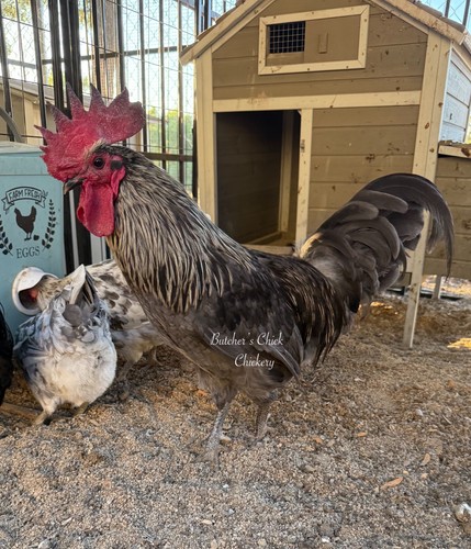 Silverudd and blue - silverudd,