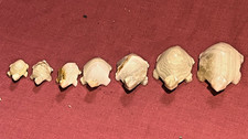 Set 7 Graduated Hand Carved