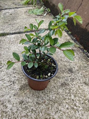 Chinese elm ulmus - chinese,