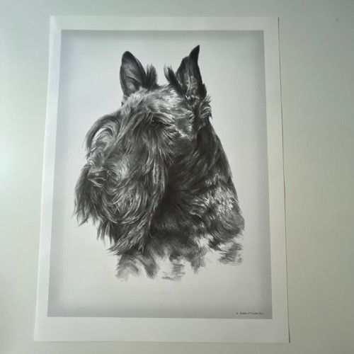 Scottish terrier joanna - scottish,