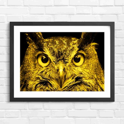 Intense orange owl eyes - owl,