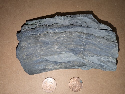 Jurassic marine fossil - marine,