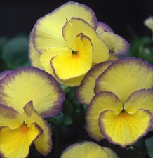 Viola etain plug plants garden