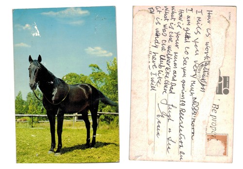 Postcard black horse in - black,