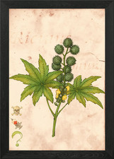 Ricinus communis framed wall - ricinus,