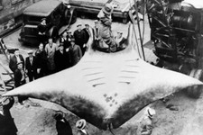 The landing giant ray New York Harbor USA November 24 1933 4x6 Photo