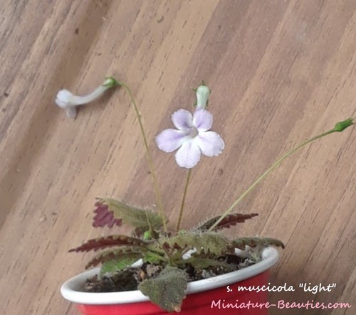 Micro mini sinningia muscicola - micro,
