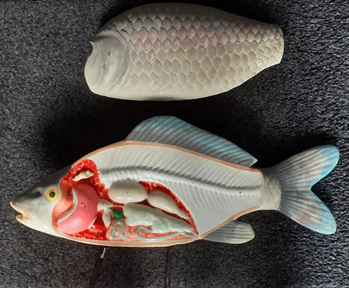 Vintage anatomical model - anatomical, fish