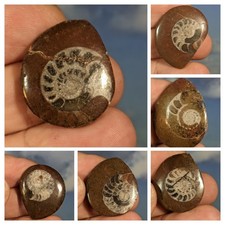 Gonioclymenia Goniatite Polished Fossils in matrix. Job lot of Six Items. Boxed.