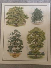 D Fitchew - Vintage 1950s