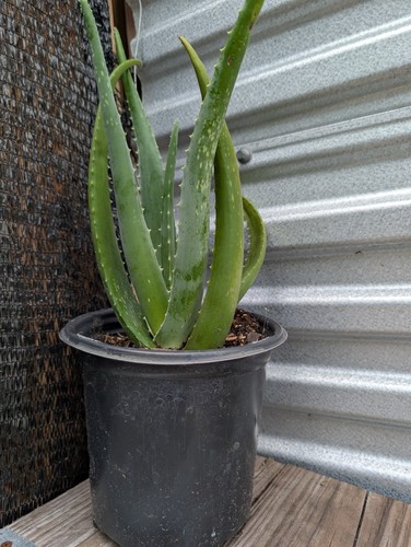 Big aloe vera barbadensis - vera,