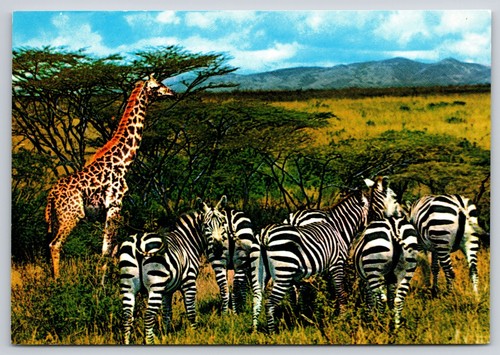 African giraffe zebra herd - &,