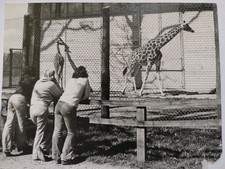 Zoo Safari Photo, Giraffe And People, Vintage photo, 1960/70s, B/W