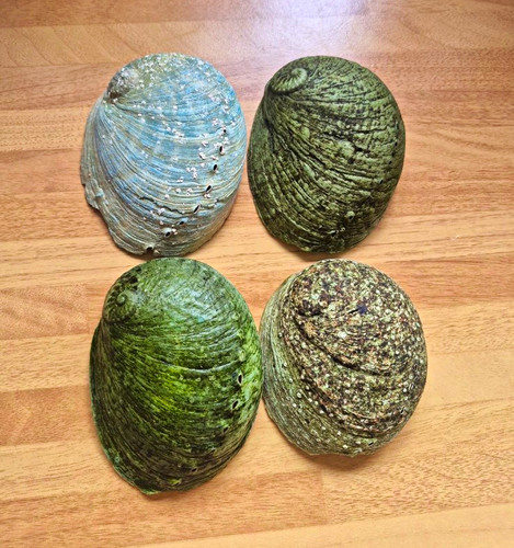 Set abalone shell - set,