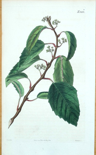 Original antique botanical - original,