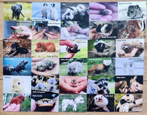 Memory card game baby animals - memory,