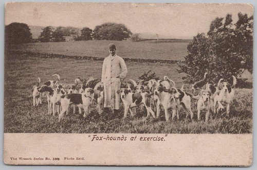 Fox hounds exercise - hounds, at
