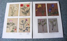 5 VINTAGE BOTANICAL BOOK