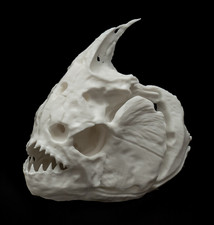 Red bellied piranha skull - bellied,