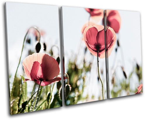 Poppy field flowers floral - field,