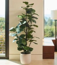 Artificial 6.5ft Fiddle Fig Tree in Planter *ex-display*