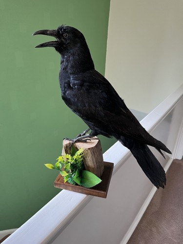 Taxidermy crow this - taxidermy, not