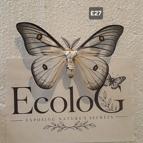 Ghost silk moth ceranchia - ghost,