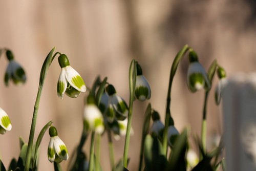 Galanthus seremony snowdrop - galanthus,