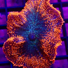 ULTRA RING OF FIRE RHODACTIS