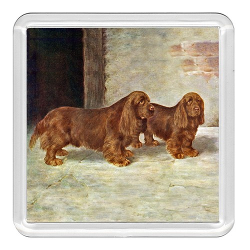 Sussex spaniel dog - dog, acrylic