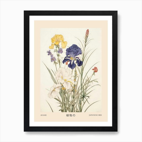 Ayame japanese iris vintage - ayame,